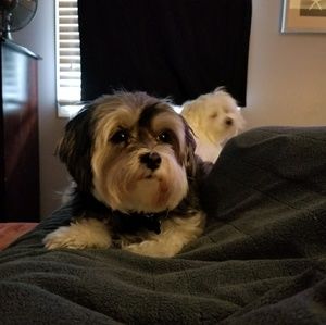 Meet your Posher, Ally